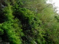 High Speed Camera : Waterfalls and Ferns Slow Motion Video