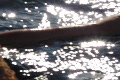 video clip 491669