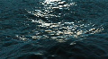 Waves in ocean, loopable