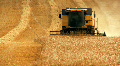 Wheat Harvest