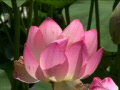 Lotus Pink A 1 CU Loop Video
