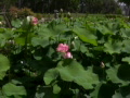 video clip 503175