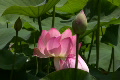video clip 503339