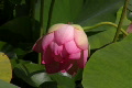 Lotus Pink C CU Video