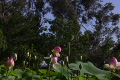 Lotus Pink G 3 Video
