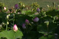 Lotus Pink H 2 Video