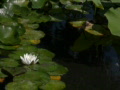 video clip 503971
