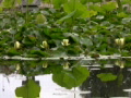 Lily Yellow 2 Water Drops Loop Video
