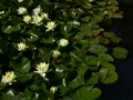 Lily Yellow 3 Loop Video