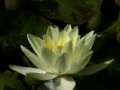 video clip 504003