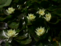 video clip 504007