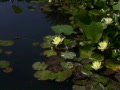 video clip 504019