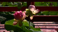 video clip 504523