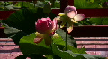 video clip 504545