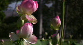 video clip 506599