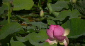 video clip 506681