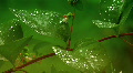 Dew on a leaves 1