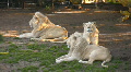 Three white lions lying on the grass