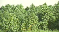Marijuana growing in a field (hd) c