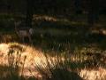 video clip 534637
