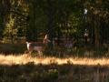 video clip 534653
