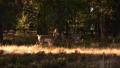 video clip 535091