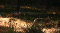 video clip 535623