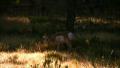video clip 535909