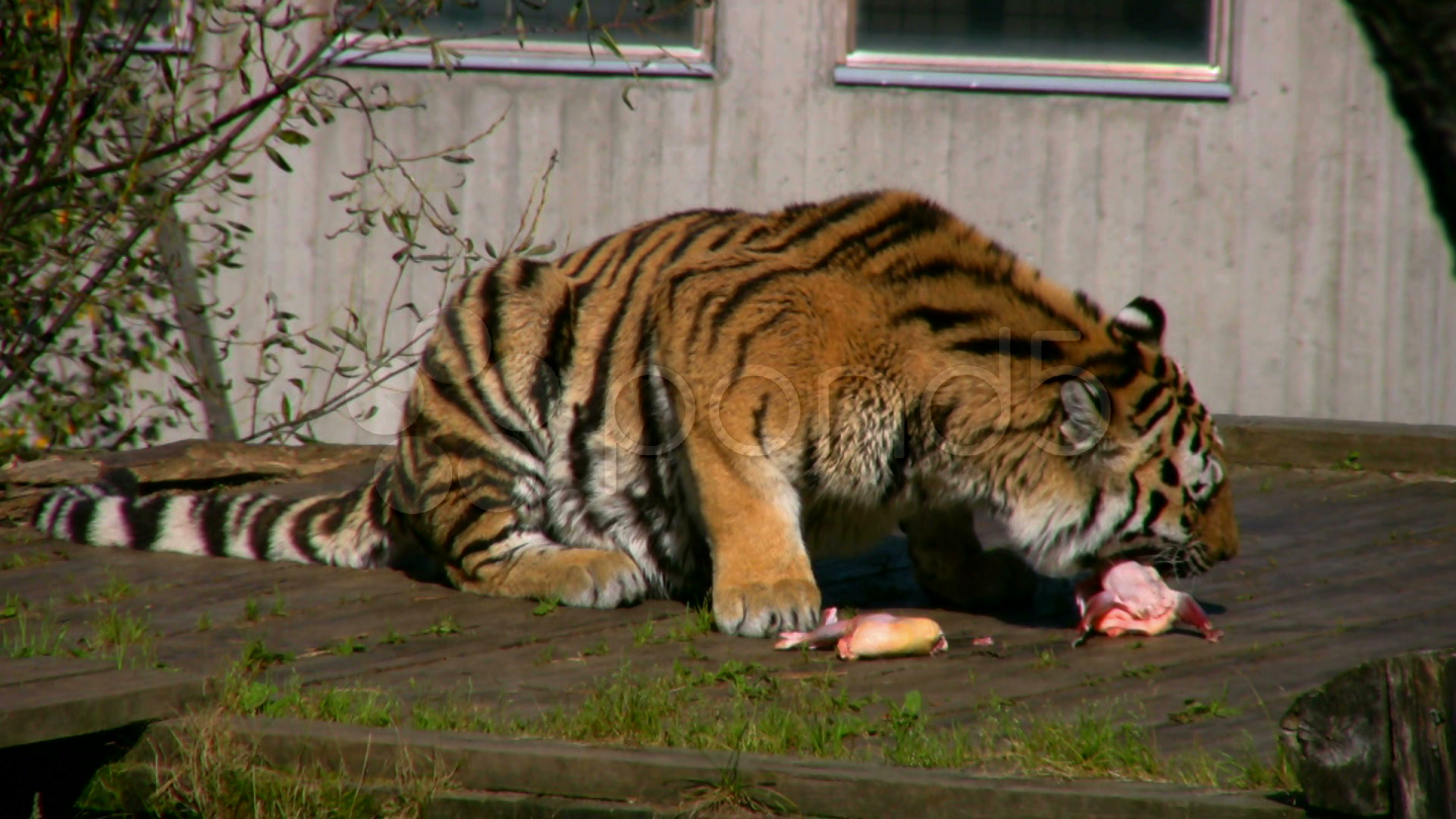 Siberian Tiger Eating Meat In A Zoo 3 Stock Video 543923 HD Stock Footage