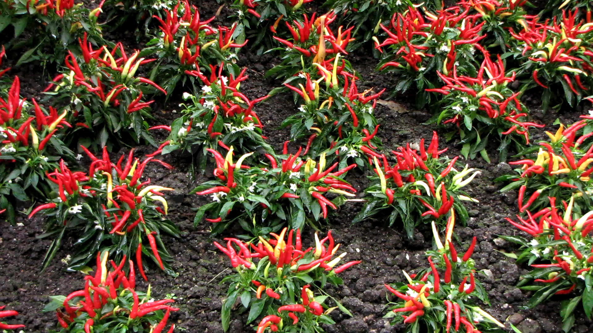 Chili Plantation In Greenhouse Stock Video 548009 HD Stock Footage