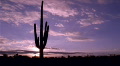 Saguaro Cactus Sunset 480x270