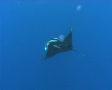 Manta Ray and free diver 090501 Video