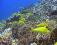 A large school of yellow saddle goatfish cruising the reef Video