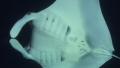 A Manta Ray close up wide angle Video