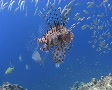 Lion fish and small bait ball Video