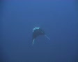 Manta ray in the blue - wide shot Video