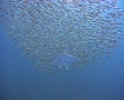 Trevally hunting Yellow stripe fusiliers Video