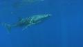 Whale shark - approach shot moving to silhouette Video