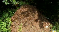 Big anthill Video