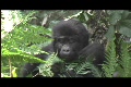 gorillas - baby beats chest