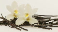 vanilla
