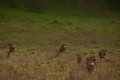 video clip 623867