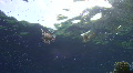 video clip 627575