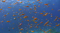 Lyretail anthias swimming in a strong current Video
