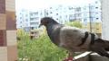 video clip 634591