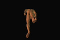 video clip 641325