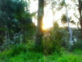 Time Lapse Forest Sunlight SD 02 x30 VJ Loop Video