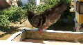 video clip 647377