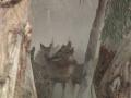 Wild Deer Kicking Dust Video