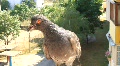 video clip 650279